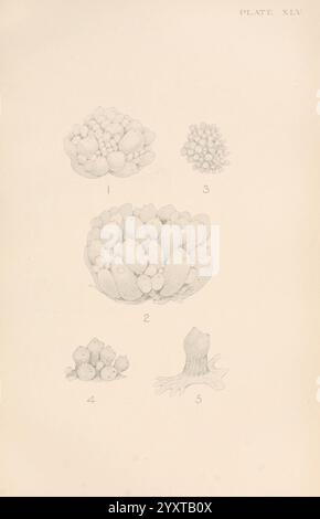 The British Tunicata, London, 1905-12, Sea Squirts, Tunicata, die Abbildung zeigt eine detaillierte Anordnung verschiedener botanischer Formen, die wahrscheinlich verschiedene Arten von Korallen oder ähnlichen Meeresorganismen darstellen. Jeder nummerierte Abschnitt zeigt unterschiedliche Cluster Stockfoto