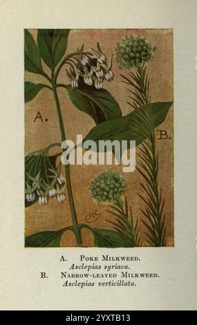 Wild, Blumen, östlich, von, Rockies, New York, 1910, USA, Wildblumen, diese Abbildung zeigt zwei alphabetisch beschriftete botanische Exemplare. Stockfoto