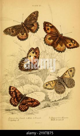 Die natürliche Geschichte der britischen Schmetterlinge Dublin, S. Highley, 1840., Eine wunderschön illustrierte Ausstellung von fünf verschiedenen Schmetterlingsarten, die ihre komplexen Flügelmuster und Farben zeigen. Die Schmetterlinge befinden sich inmitten von zarten Blumenelementen und Laub, wodurch ihr natürlicher Lebensraum hervorgehoben wird. Jedes Exemplar ist mit Etiketten versehen, die ihre wissenschaftlichen Namen angeben, was die Vielfalt dieser faszinierenden Gruppe von Insekten unterstreicht. Die Komposition gleicht die dynamischen Formen und Farben der Schmetterlinge mit der Zartheit der umliegenden Pflanzen aus und schafft so eine bezaubernde Repräsentation Stockfoto