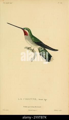 Histoire naturelle des colibris, Paris, Arthus Bertrand, 1830-1832. Kolibri, Pictorial Works, Ein wunderschön illustrierter Kolibri, bekannt als „La Corinne“, wird während des Fluges dargestellt und zeigt sein leuchtendes grünes Gefieder und sein charakteristisches irisierend rotes Kehlchen. Die komplizierten Details betonen die zarten Merkmale des Vogels, einschließlich seines langen Schnabels und der anmutigen Kurve seiner Flügel. Unter der Illustration wird der Titel „La Corinne, Jeune âge“ elegant präsentiert, zusammen mit dem Namen der Künstlerin Aristide Bertrand, der den künstlerischen Ursprung des Stücks angibt. Diese Abbildung capt Stockfoto