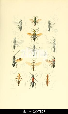 Thesaurus entomologicus Oxoniensis, Oxford, bei der Clarendon Presse, 1874, Insekten, Identifizierung, Arthropoda, Entomologie, Klassifizierung, Arthropod., Eine detaillierte wissenschaftliche Illustration mit einer Vielzahl von Ameisenarten, die in einem systematischen Layout angeordnet sind. Die Komposition umfasst mehrere Perspektiven und anatomische Details der Ameisen, die ihre charakteristischen Eigenschaften wie Körperform, Farbvariationen und Antennenstrukturen zeigen. Die Arten sind in einem Gittermuster angeordnet, wobei einige detaillierter dargestellt werden, während andere umrissen sind. In dieser Präsentation werden die verschiedenen Themen vorgestellt Stockfoto