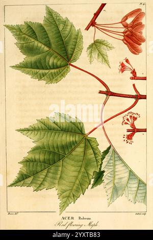 Histoire des arbres forestiers de l'Amérique septentrionale, Paris, L. Haussmann, 1812-13 North America, Trees, Acer rubrum, Botanik, Francois-André Michaux, Blatt, Pan cracebessa, roter Ahorn, Scharlach Ahorn, die Illustration zeigt den Roten Ahorn, wissenschaftlich bekannt als Acer rubrum. Hervorzuheben sind die großen, gelappten Blätter mit leuchtenden Grüntönen und gezackten Kanten. Das Laub wird von zarten, clusterartigen Blüten begleitet, die in Rot- und Gelbtönen erscheinen und auf die Frühlingsblüte des Baumes hinweisen. Die Komposition hebt die charakteristischen rötlichen Zweige des Ahorns hervor, mit Kerzen Stockfoto