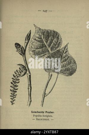 Wayside and Forest blüten, London, F. Warne, 1895, Großbritannien, Wildflowers, Identifikation, Botanik, Eine botanische Illustration der lombardischen Pappel, wissenschaftlich bekannt als Populus nigra var. italica. Die Abbildung zeigt die besonderen Merkmale des Baumes, einschließlich seiner langen Blätter mit gezackten Kanten und der Anordnung von Knospen und Blüten. Detaillierte Kennzeichnung identifiziert die Art und die botanische Familie, zu der sie gehört, Salicaceae. Diese Darstellung hebt die anatomische Struktur und die Wachstumseigenschaften der Lombardei-Pappel hervor und macht sie zu einem wertvollen Referenz Stockfoto