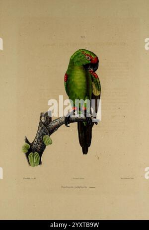 Iconographie des perroquets, Paris, P. Bertrand, 1857, Bird, Vögel, Papageien, Papageien, Bildwerke, beliebte Werke, Rhynchopsitta pachyrhyncha, Dickschnabelpapagei, Ein lebendiger grüner Papagei, der sich anmutig auf einem Ast erhebt und einen auffälligen Kontrast mit roten Akzenten auf seinen Flügeln und Schnabel zeigt. Die detaillierte Abbildung zeigt die einzigartigen Federmuster und das Gefieder des Papageiens. Der Zweig, auf dem er sitzt, weist eine natürliche Krümmung auf, die mit stilisierten Blättern verziert ist und die Gesamtkomposition verbessert. Diese Darstellung unterstreicht die Schönheit des Papageiens inmitten seines Laubs und lädt die Intri zu schätzen Stockfoto
