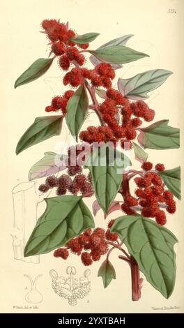 Curtis's Botanical Magazine, London, New York, Botanical Illustration, Botanical Zeitschriften, Bildwerke, Pflanzen Ornamental, Curtis, Eine detaillierte botanische Illustration, die einen Zweig mit leuchtenden roten Beeren zeigt. Die Blätter sind groß, langgestreckt und weisen eine satte grüne Farbe auf, die einen auffälligen Kontrast zu den kräftigen roten Früchten bildet. Die Komposition enthält feine Details der Struktur der Blätter und der Anordnung der Beeren, die die natürliche Schönheit und die komplizierten Muster der Pflanze hervorheben. Außerdem gibt es Konturen oder Skizzen von verwandten botanischen Features, EM Stockfoto