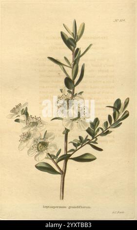 Das Botanical Cabinet London John & Arthur Arch 1817-1833.jpg zeigt einen zarten Zweig des Leptospermum Scoparium, bekannt als mānuka. Hervorzuheben sind die schlanken grünen Stiele, die mit kleinen, leuchtend weißen Blüten verziert sind, die eine Reihe markanter Staubblätter zeigen, die einen auffälligen Kontrast bilden. Das Blattwerk zeichnet sich durch schmale, längliche Blätter aus, die sich an den Enden verjüngen und das anmutige Aussehen der Pflanze verbessern. Unter der Abbildung wird der botanische Name elegant präsentiert, der die Bedeutung und Identität der Pflanze in der Natur widerspiegelt. Die Gesamtkompo Stockfoto