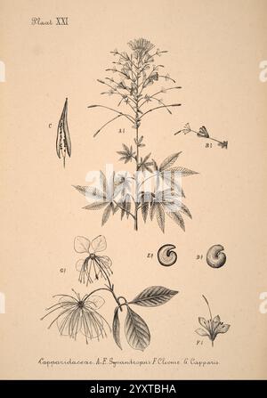 Plantenkunde voor Indie Semarang, G. C. T. Van Dorp & Co, 1892. Indonesien Pflanzen, die Abbildung zeigt eine detaillierte botanische Studie einer Pflanze aus der Familie der Capparidaceae, die speziell auf Capparis-Arten fokussiert ist. Die zentrale Pflanzendarstellung hebt ihren schlanken Stamm mit zusammengesetzten Blättern hervor und zeigt mehrere Flugblätter. Um diese Hauptfigur herum zeigen verschiedene beschriftete Komponenten verschiedene Stufen und Teile der Anlage Stockfoto