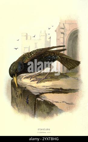 Vertraut Wild Birds V 1 London New York Cassell 1883 Birds Wörterbücher Bilderwerke Starnus vulgaris Eliza Turk Frauen in Wissenschaft Ornithologie Walter's Wiese Starling Eliza Turk, Ein Starling thront nachdenklich auf einem Steinvorsprung, seine schillernden Federn schimmern subtil im Licht. Der Vogel beugt sich nach vorne, als ob er etwas faszinierendes unter der Oberfläche untersuchen würde. Im Hintergrund deuten schwache Umrisse architektonischer Strukturen auf eine ländliche oder städtische Umgebung hin, während einige kleine Vögel in der Ferne fliegen. Die Szene fängt das Wesen der Schönheit der Natur ein Stockfoto