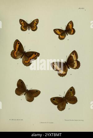 Lepidoptera indica London, 1890-1913 Indien Lepidoptera Frederic Moore, diese Illustration zeigt eine Sammlung von Schmetterlingen, die in einem systematischen Layout für Studien angeordnet sind. Die Exemplare weisen eine Reihe von Mustern und Farben auf ihren Flügeln auf, die die zarten Texturen und komplizierten Designs hervorheben, die für verschiedene Arten typisch sind. Die Schmetterlinge werden in verschiedenen Größen und Ausrichtungen präsentiert, was ihre einzigartigen Merkmale unterstreicht. Jede Probe ist zur Identifizierung nummeriert, was auf eine wissenschaftliche Klassifizierung oder Katalogisierung hinweist. Die Gesamtkomposition spiegelt die Schönheit dieser Kreatur wider Stockfoto