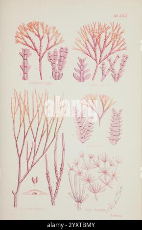 Nereis australis, oder Algen des südlichen Ozeans, London, Reeve Brothers, 1847-1849, Algen, Indischer Ozean, Antarktis, Pazifik, Algen, Museum Victoria, Meeresalgen, Amphiroa flabellata, William Henry Harvey, Künstler, Amphiroa charoides, die biologische Vielfalt der Meere, Amphiroa ephedraea, Amphiroa Tangeri, Arthropoden, die Illustration zeigt eine Reihe detaillierter botanischer Darstellungen verschiedener Algen und Algen. Jedes Exemplar ist akribisch beschriftet und zeigt unverwechselbare Formen und Texturen, einschließlich verzweigter Formen und Federmuster. Die Vielfalt in der Struktur spiegelt das komplizierte wider Stockfoto