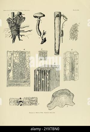 Die, Holz, Kiefern, von, die, Süden, USA, Washington, Regierung, Druck, aus, 1896, pinus, Süden, staaten, Holz, die Illustration zeigt eine Vielzahl von botanischen und mykologischen Elementen. Es zeigt komplizierte Details der Baumstruktur und der damit verbundenen Pilzgewächse, einschließlich Stockfoto