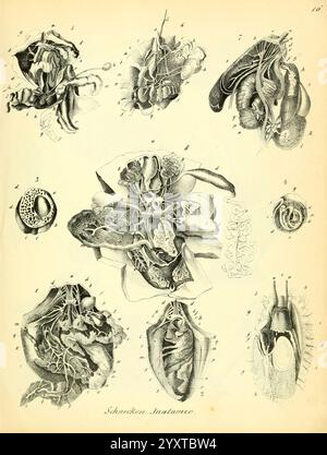 Conchylienbuch, oder, Allgemeine und besondere Naturgeschichte der Muscheln und Schnecken, Stuttgart, Verlag von Krais & Hoffmann, 1855, Mollusks, Bildwerke, diese Illustration zeigt eine Reihe komplizierter anatomischer Zeichnungen, die verschiedene Strukturen des menschlichen Körpers darstellen. Jeder Abschnitt ist mit Zahlen versehen, die spezifischen anatomischen Merkmalen entsprechen, einschließlich Herz, Blutgefäße und inneren Organen. Die zentrale Komposition enthält eine detaillierte Darstellung miteinander verbundener Systeme, die die Komplexität der menschlichen Anatomie unterstreicht. Um diese zentrale Abbildung herum gibt es zusätzliche Elemente Stockfoto