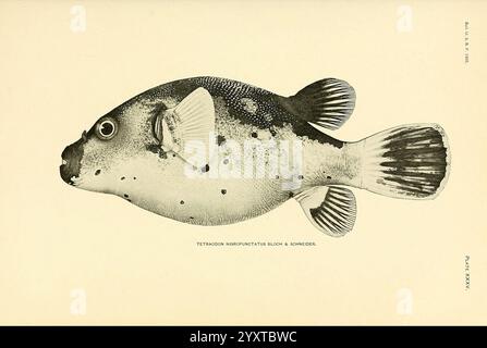 Die Fische der Regierung von Samoa, Washington, drucken ab. 1906 Fische Ozeanien samoanische Inseln Arothron nigropunctatus, diese Abbildung zeigt einen Kugelfisch, insbesondere die Art Tetraodon minuevatus, der sich durch seinen ausgeprägten runden Körper und seine markanten Merkmale auszeichnet. Der Fisch hat eine glatte, melierte Textur mit dunklen Flecken auf der Oberfläche, die einen auffälligen Kontrast zu seinem helleren Unterbauch bilden. Die großen, ausdrucksstarken Augen und die winzigen Flossen tragen zu seinem einzigartigen Aussehen bei, während der Schwanz zu einer fächerähnlichen Struktur führt. Der Begleittext gibt die Art an und stellt einen Scienti dar Stockfoto