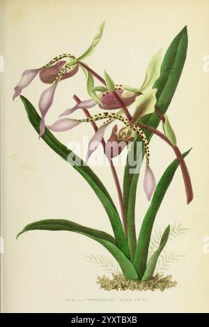 Les orchidées, Paris, J. Rothschild, 1880, Europa, Orchideen, Paphiopedilum lowii, Orchideenkultur, komplexe Illustration der Cypredium Lowii Orchidee, die ihre einzigartige Struktur und lebendige Details zeigt. Die Pflanze hat längliche grüne Blätter und auffällige Blüten, die jeweils mit zarten Markierungen verziert sind. Die Blütenblätter zeigen eine Mischung aus sanften Tönen mit Anklängen von Lila und Creme, während das gemusterte Labellum einen exotischen Flair verleiht. Diese fesselnde Darstellung unterstreicht die natürliche Schönheit der Orchidee und fängt die Essenz ihrer botanischen Eleganz ein. Stockfoto