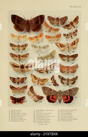 Insecte, Life, London, A. & C. Black, Ltd, 1921, Arthropoda, Entomologie, Laborhandbücher, Arthropod, Eine Sammlung verschiedener Schmetterlingsarten ist sorgfältig angeordnet und zeigt ihre verschiedenen Farben und Muster. Jeder Schmetterling ist mit einer entsprechenden Zahl gekennzeichnet, die seine wissenschaftliche Einstufung angibt. Das Display umfasst eine Reihe von Größen und Formen, die die komplizierten Details ihrer Flügel hervorheben. Zu den bemerkenswerten Merkmalen gehören leuchtende Farbtöne, zarte Markierungen und unverwechselbare Formen, die die Schönheit und Vielfalt der Schmetterlingsfamilie widerspiegeln. Diese Kompilierung dient als edu Stockfoto