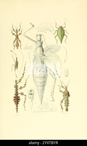 Thesaurus entomologicus Oxoniensis, Oxford, bei der Clarendon Press, 1874, Insekten, Identifizierung, Arthropod, Entomologie, Klassifizierung, die Illustration zeigt eine Vielzahl von komplizierten Insektenarten, die alle sorgfältig mit feinen Details dargestellt sind. Auf der linken Seite zeigen schlanke, langgezogene Formen mit ausgeprägten Beinstrukturen verschiedene Arten von Insekten und zeigen ihre einzigartigen Anpassungen. In der Mitte zeigt eine markante Figur ein großes Insekt mit einem langen Körper und ausladenden Flügeln, die seine anatomischen Merkmale zeigen. Um dieses zentrale Exemplar herum befinden sich kleinere Insekten, darunter auch ein Stockfoto