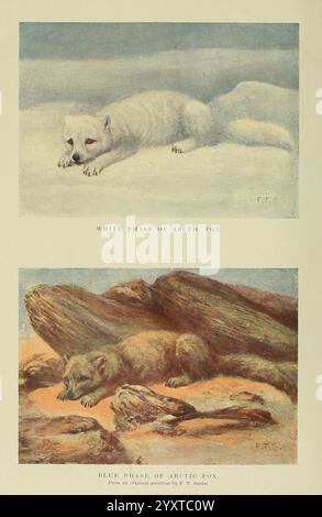 Tierleben und die Welt der Natur, London, Hutchinson, 1902-1904, Naturgeschichte, Fuchs, Zeitschriften, Zoologie, Polarfuchs, die Illustration zeigt zwei unterschiedliche Phasen des Polarfuchses. Der obere Teil zeigt die weiße Phase, in der der Fuchs in einer verschneiten Landschaft liegt und sich in seine Umgebung einfügt. Sein Fell wirkt weich und flauschig, was seine Anpassung an die kalte Umgebung unterstreicht. Der untere Abschnitt zeigt die blaue Phase des Polarfuchses, dargestellt in einem felsigen Gelände. Der Fuchs ruht zwischen Steinen, sein Fell reflektiert Grau- und Blautöne und veranschaulicht die Variation Stockfoto