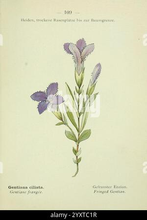 Alpen-Flora, Heidelberg, C. Winter, 1906, alps, Bergpflanzen, Bildwerke, die Illustration zeigt die Gentiana ciliata, allgemein bekannt als der gesäumte Enzian. Diese blühende Pflanze zeichnet sich durch ihre zarten, gesäumten violetten Blüten aus, die komplizierte Blütenblätter aufweisen. Die Blätter sind schmal und lanzenförmig und rosettenförmig an der Basis des Stiels angeordnet. Die Pflanze kommt häufig in trockenen, grasbewachsenen Gebieten und entlang der Waldränder vor. Die Abbildung ergänzt die botanischen Bezeichnungen in lateinischer und englischer Sprache, die ihre Klassifizierung und den gebräuchlichen Namen hervorheben. Die Stockfoto