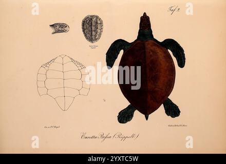 Neue Wirbelthiere zu der Fauna von Abyssinien gehörig, Frankfurt am Main, S. Schmerber, 1835-1840 Tiere, Klassifizierung, Äthiopien, Identifizierung, Meeresfische, Rotes Meer, Zoologie, Eretmochelys imbricata, Caretta bisa, Karettschildkröte, Reptilien, Herpetologie, die Abbildung zeigt eine detaillierte Darstellung einer Schildkröte mit ihrer Draufsicht und komplizierten Schalenmustern. Die Hauptschildkröte ist mit einem robusten, kuppelförmigen Panzer und deutlich geformten Flossen dargestellt, die ihre aquatische Natur betonen. Neben dem Primärbild befinden sich kleinere Skizzen, die verschiedene Aspekte von hervorheben Stockfoto