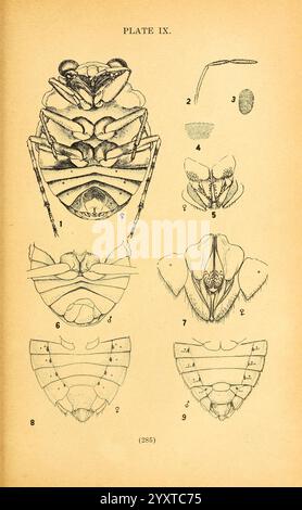 Die Biologie und Ökologie der aquatischen und halbaquatischen Hemiptera, Lawrence, Kan, 1919, Hemiptera, Aquatic, Bugs, Eine detaillierte botanische Illustration, die verschiedene anatomische Merkmale eines Insekts zeigt, einschließlich beschrifteter Diagramme von Kopf, Thorax und Bauch. Die Bilder zeigen eine wissenschaftliche Aufgliederung der Struktur des Insekts, wobei bestimmte Teile wie Augen, Antennen und Mundteile hervorgehoben werden. Jedes Segment ist akribisch nummeriert und zeichnet sich durch komplizierte Linienarbeiten aus, die die Komplexität und Vielfalt der Insektenmorphologie veranschaulichen. Diese Sammlung dient als Referenz für entomologische s Stockfoto