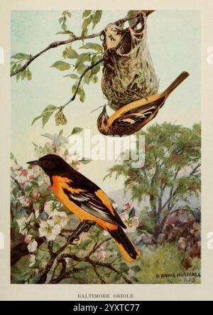 Bird, Biografien, New York, Dodd, Mead, 1923, Birds, oriole, Eastus, Eine Baltimore Oriole thront anmutig auf einem Zweig mit zarten rosa Blüten, die ihr markantes orange-schwarzes Gefieder zeigen. Darüber inspiziert eine andere oriole das aufwendig gewebte Nest, das sicher zwischen den Blättern liegt. Der üppige Hintergrund ist schwach grün, was auf eine ruhige Umgebung hindeutet, während die zarten Blumen der Szene einen Hauch von Lebendigkeit verleihen. Die Gesamtkomposition unterstreicht die Schönheit der Natur und das anmutige Verhalten dieser Vögel. Stockfoto