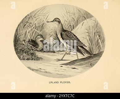 Gefiedert, Wild, of the Northeast, New York, T.Y. Crowell & Co, 1907, Bartramia longicauda, Hochgebirgssandpiper, Wild- und Wildvögel, Eine wunderschöne Darstellung von zwei Hochgebirgspfeifern in einer natürlichen Umgebung. Ein Vogel steht elegant und zeigt seine charakteristischen Muster und Merkmale, während der andere teilweise zwischen den Gräsern verborgen ist, was ein Gefühl von Tiefe und Tarnung schafft. Der Hintergrund ist mit üppiger Vegetation gefüllt, die die ruhige Umgebung bereichert und den Lebensraum der Pflöcke hervorhebt. Diese Illustration fängt das Wesen des Hochgebirges ein und betont seine anmutige Form und die Ruhe von Stockfoto