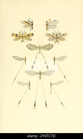 Thesaurus entomologicus Oxoniensis, Oxford, bei der Clarendon Press, 1874 Insekten, Identifizierung, Arthropoda, Entomologie, Klassifizierung, Arthropod, Eine Sammlung detaillierter Illustrationen mit verschiedenen Insektenarten, die ihre komplizierten Flügelstrukturen und Körpermuster deutlich zeigen. Das Layout umfasst mehrere verschiedene Arten von Insekten, die symmetrisch angeordnet sind und ihre verschiedenen Formen, Farben und Größen darstellen. Jedes Exemplar wird akribisch mit anatomischen Details wie Antennen, Beine und Flügelvenen dargestellt, was die Schönheit und Komplexität dieser Kreationen unterstreicht Stockfoto