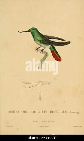 Histoire naturelle des colibris, Paris, Arthus Bertrand, 1830-1832, Kolibris, Bildwerke, Ein wunderschön illustrierter Kolibri, genannt „Oiseau-mouche à bec recourbé.jpg“, zeigen sein lebendiges Gefieder und seine unverwechselbaren Merkmale. Der Vogel thront anmutig auf einem zarten Zweig, mit komplizierten Details, die seine schillernden Federn von grün bis rot hervorheben. Unterhalb der Hauptabbildung zeigt eine detaillierte Zeichnung den lang gestreckten, geschwungenen Schnabel des Vogels und eine künstlerische Darstellung seiner Schwanzfedern. Die von Arthus Bernauld veröffentlichte Darstellung feiert die komplizierte Schönheit von Stockfoto