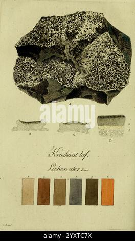 Svenska, Lafvarnas, färghistoria, Stockholm, Tryckt, hos, C. Delén, 1805-[1809], Schweden, Flechten, der New York Botanical Garden, Färbepflanzen, wirtschaftliche Aspekte, Lichenater, die Illustration zeigt ein geologisches Exemplar, das seine raue, strukturierte Oberfläche mit verschiedenen Mustern zeigt, die auf seine natürliche Bildung hinweisen. Über dem Exemplar befinden sich detaillierte Zeichnungen mit den Bezeichnungen A bis D, die verschiedene Ansichten oder Merkmale des Gesteins hervorheben. Am unteren Rand werden außerdem eine Reihe von Farbmustern präsentiert, die von Erdtönen bis hin zu lebendigen Tönen reichen, die möglicherweise als Repres gedacht sind Stockfoto