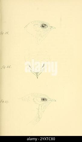 Farbige Abbildungen britischer Vögel und ihrer Eier, London, G.W. Nickisson, 1842-1850, Birds, Verzeichnisse, England, Großbritannien, London, Bildwerke, Präparatoren, die Illustration zeigt detaillierte Skizzen von Vogelköpfen, die verschiedene Winkel und Perspektiven zeigen. Jede Zeichnung erfasst die einzigartigen Merkmale, wie die Form des Schnabels und die Positionierung der Augen, sodass eine sorgfältige Untersuchung der Vogelanatomie möglich ist. Die Anmerkungen geben spezifische Zahlen an, was einen systematischen Ansatz zur Dokumentation dieser Merkmale nahe legt, die Teil einer größeren wissenschaftlichen Studie sein oder sich auf diese beziehen können Stockfoto