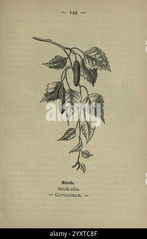 Wayside and Forest blüten, London, F. Warne, 1895, Großbritannien, Birke, Wildblumen, Identifizierung, Botanik, Betula alba, Betulaceae, Betula pubescens, Cupuliferae, Eine detaillierte Abbildung eines Birkenbaums mit dem wissenschaftlichen Namen „Betula alba“. Die Darstellung zeigt langgezogene Katzinen, die charakteristisch für Birken sind, sowie aufwändig detaillierte Blätter mit gezackten Kanten. Der Hintergrund weist einen schwachen Text auf, was darauf hinweist, dass es sich um einen Auszug aus einer botanischen Referenz handelt. Der Zweig wird sorgfältig gerendert, um sowohl die Struktur der Blätter als auch die r-Struktur anzuzeigen Stockfoto