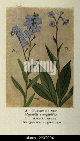Wild Flowers East of the Rockies, New York, 1910, usa, Wild Flowers, Eine botanische Illustration mit zwei unterschiedlichen Pflanzen. Die mit „A“ gekennzeichnete Pflanze ist die VergissmeinNot (Myosotis skorpioides), die sich durch zarte Gruppen kleiner, hellblauer Blüten mit gelben Mittelpunkten und schlanken grünen Stängeln auszeichnet. Das Laub ist lanzenförmig und an der Basis in einer Rosette angeordnet. Daneben befindet sich der Wilde Beinwell (Cynoglossum virginianum) mit langen Blättern mit einer rauen Textur, die von kleinen, röhrenblauen Blüten gekrönt sind. Beide Pflanzen veranschaulichen die Schönheit der Wildnis Stockfoto
