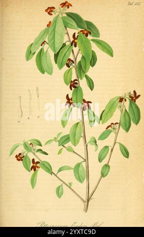 Gartenflora, Erlangen, F. Enke, 1852-1940, Botanik, Gartenbau, Deutschland, Zeitschriften, Zierpflanzen, Pflanzen, Blume, Eine botanische Illustration, die einen Zweig von Rhodamnia excerta zeigt, mit grünen Blättern mit einer glänzenden Textur und kleinen, rötlich-braunen Blüten. Die komplizierten Details heben die Blattadern und die charakteristische Form jedes Blattes hervor, während die begleitenden Skizzen einen genaueren Blick auf die Blütenstrukturen werfen. Diese Darstellung unterstreicht die natürliche Schönheit der Pflanze und dient als Bildungsressource für die Identifizierung der Pflanzen. Stockfoto