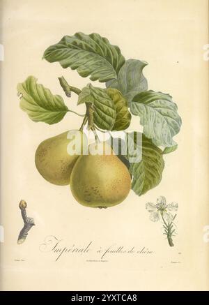 Pomologie francaise, Paris, Langlois et Leclercq, 1846, arbres fruitiers, Field Guides, Frankreich, Obstbäume, Obstkultur, Obst, Identifizierung, Pflanzen, Eine botanische Illustration zeigt zwei reife Birnen, eingebettet zwischen üppig grünen Blättern, die ihre glatten, runden Formen und dezente Färbung zeigen. Die Birnen hängen an einem robusten Zweig, umgeben von aufwändig detailliertem Laub, das das Wesen ihres natürlichen Lebensraums einfängt. Eine zarte Blume mit feinen Blütenblättern verleiht dem Baum einen Hauch von Eleganz, während ein kleiner Zweig auf das Wachstum des Baumes hinweist. Das Arrangement betont die Harmonie der Natur Stockfoto