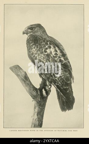 Wild Wings, Boston, Houghton, Mifflin & Company, [c1905], Vögel, Fotos von Vögeln, Ein majestätischer Rotschwanzfalke thront selbstbewusst auf einem Zweig und zeigt seinen scharfen Blick und seine starke Präsenz. Die Federn des Vogels weisen eine Mischung aus satten Brauntönen und auffälligen Mustern auf, was seinen Status als geschickter Raubtier unterstreicht. Mit seinem scharfen Schnabel und seiner fokussierten Haltung scheint es die Umgebung intensiv nach potenzieller Beute zu durchsuchen. Die natürliche Umgebung unterstreicht die Rolle des Falken im Ökosystem und verkörpert sowohl Anmut als auch Stärke in seiner wachsamen Haltung. Stockfoto