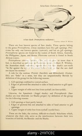 Shadows in the Sea Philadelphia, Chilton Books [1963] Shark Woods Hole Sawshark Chondrichthyes Pristiophorus nudipinnis Shortnose-Sägehai, die Seite enthält eine Illustration und begleitenden Text, in dem die verschiedenen Arten von Sägehaien diskutiert werden, insbesondere der Pristiophorus nautilus. Es erklärt die Verbreitung dieser Haie in verschiedenen Regionen, einschließlich Australien, Südafrika und den Philippinen. Die Beschreibung hebt die anatomischen Eigenschaften von Sägehaien hervor, wie ihre charakteristischen sägeähnlichen Schnauzen und Kiemenstrukturen. Außerdem wird die Beziehungswette notiert Stockfoto