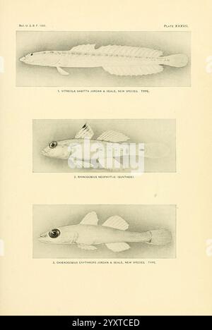 The Fishes of Samoa, Washington, Government Print Off, 1906, Fishes, Ozeanien, Samoanische Inseln, Vitreola sagitta, Rhinogobius neophytus, Chaenogobius erythrops, diese Abbildung zeigt drei verschiedene Fischarten, die sorgfältig beschriftet sind und ihre anatomischen Details zeigen. Das erste Exemplar, **Vittatella Shotta**, ist mit charakteristischen Flossen und Körperform dargestellt, die seine einzigartigen Merkmale unterstreicht. Der zweite Fisch, gekennzeichnet als **Rhinocephalus neohylitus**, zeigt seine stromlinienförmige Form und seine markante Flossenstruktur. Die dritte Art, **Cloindoborus chrythros**, wird mit in dargestellt Stockfoto