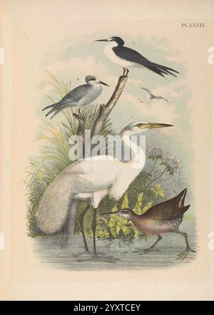 The Birds of North America, New York, 1903, Birds, North America, Bildwerke, Ardea alba, westlicher Reiher, Sterna trudeaui, schneegekrönte Seeschwalbe, Onychoprion fuscatus, Rußseeschwalbe, Rallus elegans, King Rail, die Illustration zeigt eine ruhige Wasserszene mit vier verschiedenen Vogelarten. Im Vordergrund steht ein hoher, eleganter Reiher mit markantem weißem Gefieder, der in flachem Wasser inmitten üppiger, grüner Vegetation steht. Rechts davon verschmilzt ein kleinerer, brauner und gesprenkelter Vogel, wahrscheinlich eine Schiene, mit seinen Erdtönen in die Umgebung. Im Hintergrund zwei schlanke, schwarze Stockfoto