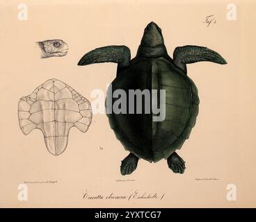 Neue Wirbelthiere zu der Fauna von Abyssinien gehörig, Frankfurt am Main, S. Schmerber, 1835-1840, Animals, Klassifizierung, Äthiopien, Identifizierung, Meeresfische, Rotes Meer, Zoologie, Lepidochelys olivacea, Olive Ridley Meeresschildkröte, Caretta olivacea, Herpetologie, Reptilien, Schildkröten, diese Abbildung zeigt die Anatomie und Merkmale der Chelonia mydas, allgemein bekannt als die grüne Meeresschildkröte. Die Hauptfigur zeigt eine Draufsicht der Schildkröte und betont ihre abgerundete Schale und die langen Gliedmaßen, die für das Schwimmen geeignet sind. Im Folgenden bieten zwei zusätzliche Ansichten weitere Einblicke: Eine zeigt ein Seitenprofil Stockfoto
