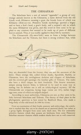 Schatten im Meer, Philadelphia, Chilton Books [1963], Hai, Woodshole, Chondrichthyes, Longnosed chimaera, Rhinochimaeridae, Narrownose chimaera, Harriotta raleighana. der Text befasst sich mit den Selachiern, insbesondere mit den Chimaeras, einer einzigartigen Gruppe von Knorpelfischen. Sie beschreibt ihre anatomischen Merkmale, einschließlich einer langen Nase und einer charakteristischen Körperform, wobei die Unterschiede zwischen ihnen und anderen Fischgruppen zu erkennen sind. Der Auszug hebt die evolutionäre Beziehung zwischen Chimaeras und anderen Meeresbewohnern hervor und betont deren Anpassungen und Überlebensstrategien. Es ist auch etwas Besonderes Stockfoto