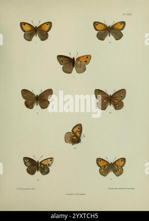 Lepidoptera indica London, 1890-1913 India Lepidoptera Frederic C Moore, die Illustration zeigt eine Sammlung von neun verschiedenen Schmetterlingsarten, die alle sorgfältig detailliert und mit entsprechenden Nummern zur Identifizierung gekennzeichnet sind. Die Schmetterlinge sind in verschiedenen Posen dargestellt, die ihre einzigartigen Flügelmuster und -Farben hervorheben. Die Anordnung umfasst sowohl die obere als auch die untere Ansicht der Flügel, sodass eine umfassende Untersuchung ihrer anatomischen Merkmale möglich ist. Diese künstlerische Darstellung unterstreicht die Vielfalt der Schmetterlingsmorphologie und zeigt ihre komplizierten Designs und das subtile Stockfoto