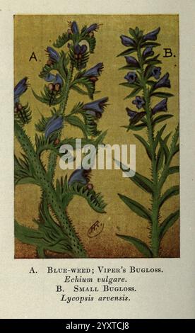 Wild, Blumen, östlich, von, Rockies, New York, 1910, Vereinigte Staaten, Wildflowers, diese Abbildung zeigt zwei verschiedene Pflanzenarten mit der Bezeichnung A und B. A mit dem Titel „Blue-Weed“ oder „Viper's Bugloss“ wird botanisch als *Echium vulgare* identifiziert. Er verfügt über hohe, stachelige Stämme mit leuchtend blauen Blüten, die Bestäuber anziehen. Die Blätter sind lanzettartig und mit groben Haaren bedeckt, was der Pflanze ein robustes Aussehen verleiht. B, bezeichnet als „kleiner Bugloss“, ist wissenschaftlich bekannt als *Lycopsis arvensis*. Diese Art weist eine empfindlichere Struktur auf, mit kleineren blauen Blüten clus Stockfoto