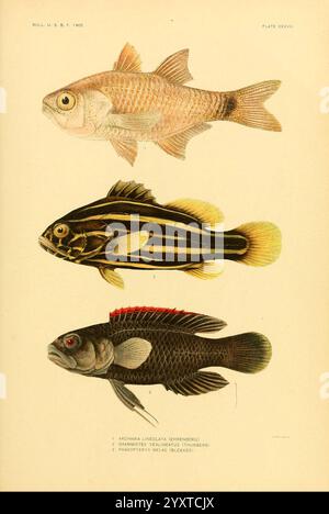 The Fishes of Samoa Washington, Government Print Off, 1906. Fische, Ozeanien, Samoanische Inseln, Archamia lineolata, Grammistes sexlineatus, Plesiops coeruleolineatus, das Kunstwerk zeigt drei verschiedene Fischarten, kompliziert detailliert und vertikal angeordnet. Der oberste Fisch, gekennzeichnet durch einen silbrigen Körper mit subtilen rosafarbenen Tönen, wird als Agrammus lineolatus identifiziert. Darunter zeigt der zweite Fisch kräftige schwarze und gelbe horizontale Streifen, die zu seinem markanten Aussehen beitragen. Diese Art ist bekannt für ihre lebendige Färbung und wird zentral in der Zusammensetzung platziert. Der letzte Fisch bei Stockfoto