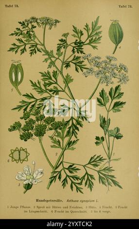 Die, Giftpflanzen, Deutschland, Braunschweig, F, Vieweg, 1910, Deutschland, giftig, Pflanzen, die Illustration zeigt die Pflanze *Aethusa cynapium*, allgemein bekannt als NarrenPetersilie. Die detaillierte Kennzeichnung weist auf verschiedene Aspekte der Anatomie der Pflanze hin, einschließlich der jungen Pflanze, Blütenabschnitte und Fruchtteile. Das Bild hebt verschiedene Merkmale hervor, wie die gezackten Blattränder und kleine weiße Blüten in Dolden. Darüber hinaus werden verschiedene Stadien der Fruchtentwicklung dargestellt, darunter unreife und reife Früchte. Die botanische Zeichnung betont die komplizierte Struktur der Pflanze Stockfoto