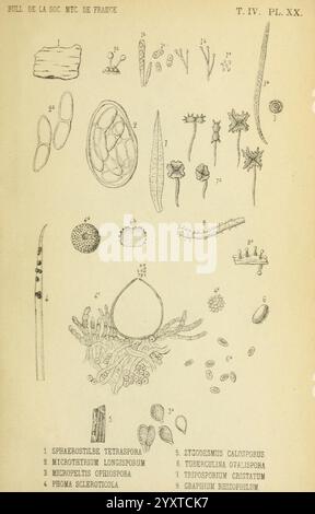 Bulletin de la Société mycologique de France, Epinal, La Société, 1885-1903, Frankreich, Pilze, Zeitschriften, Mykologie, die Illustration zeigt eine Reihe wissenschaftlicher Zeichnungen, die verschiedene Mikroorganismen und Sporen zeigen. Jede Zeichnung ist sorgfältig mit einer Zahl versehen, die ihrer Identifizierung entspricht, was eine detaillierte Untersuchung des mikroskopischen Lebens widerspiegelt. Zu den wichtigsten Elementen gehören Stockfoto