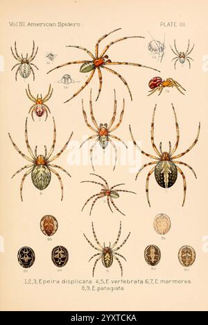Amerikaner, Spinnen und, ihre, sich drehenden, Work, V.3, Academy, of, Natural, sciences, of, Philadelphia, 1889-93, Spinnen, Vereinigte Staaten, Arachniden, Arthropoden, Arthropoden, Seite, Schrecken, Halloween, die Illustration zeigt eine Sammlung verschiedener amerikanischer Spinnenarten, die akribisch zum Studium angeordnet wurden. Jede Spinne ist mit einer numerischen Bezeichnung gekennzeichnet, die unterschiedliche physikalische Eigenschaften wie Körperform, Muster und Färbung zeigt. Zu den prominenten Figuren zählen die Epiera-Verschiebungen, die für ihre einzigartigen Markierungen bekannt sind, und die Epeira-Vertebrata, die durch ihre charakteristische Form hervorgehoben werden. Zusätzlich Stockfoto