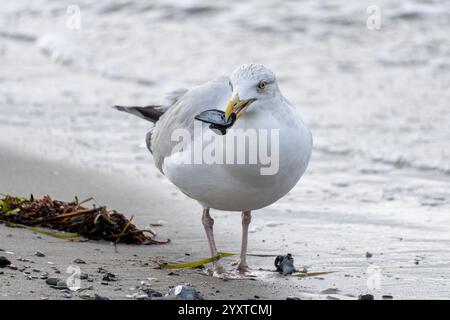 Europäische Heringsmöwe (Larus argentatus) am Ostseestrand Stockfoto