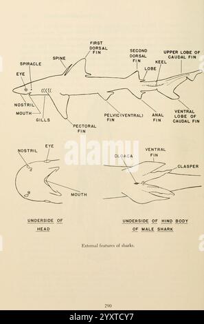 Shadows in the Sea Philadelphia Chilton Books 1963 Shark Woods Hole Chondrichthyes zeigt die äußeren Merkmale eines Hais und hebt verschiedene anatomische Teile hervor, die für die Identifizierung und das Verständnis seiner Biologie entscheidend sind. Schlüsselbeschriftungen sind „Spiracle“, „Eye“, „Nasenloch“, „Mund“ und „Kiemen“, " die am Oberkörper des Hais angebracht sind. Zusätzlich zeigt das Diagramm die verschiedenen Flossen, einschließlich der „Brustflosse“, „Beckenflosse“, „Rückenflosse“ und „Kaudalflosse“. Annotationen identifizieren auch die Cloaca und die Unterseite von ihm Stockfoto