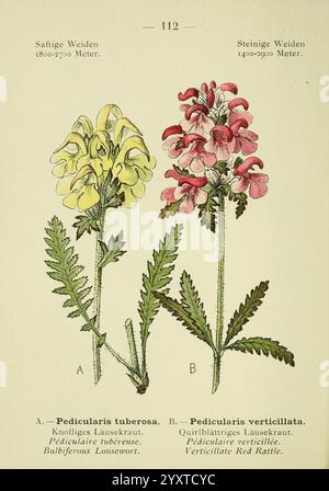 Alpen-Flora, Heidelberg, C. Winter, 1906, alps, Bergpflanzen, Bildwerke, die Illustration zeigt zwei Pflanzenarten mit der Aufschrift „A“ und „B“. Stockfoto