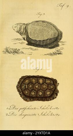 Herr de la Cepede's Naturgeschichte der Amphibien Weimar, Verlage des Industrie-Comptoir's, 1800-1802, Amphibien, Reptilien, die Abbildung zeigt zwei verschiedene Schildkröten mit der Bezeichnung „Abb. 1'' und ''Abb. 2." Stockfoto